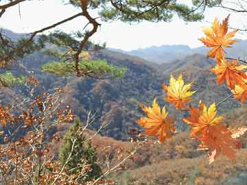 纳热村新项目，乡村振兴的新动力