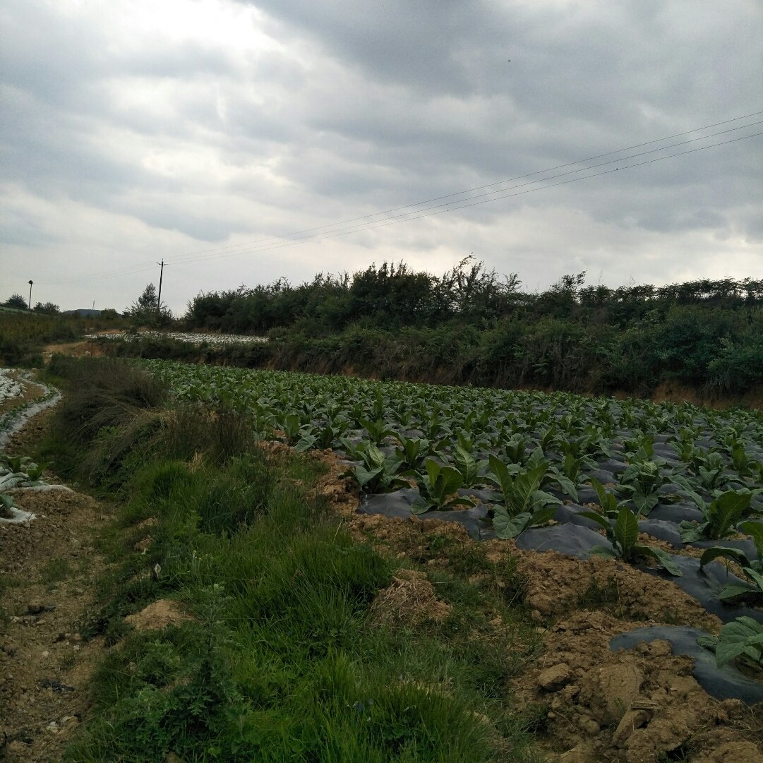 美塘村天气预报更新通知